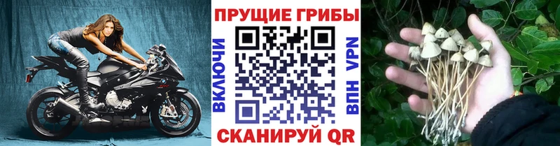 ссылка на мегу ONION  Минеральные Воды  Галлюциногенные грибы Magic Shrooms 